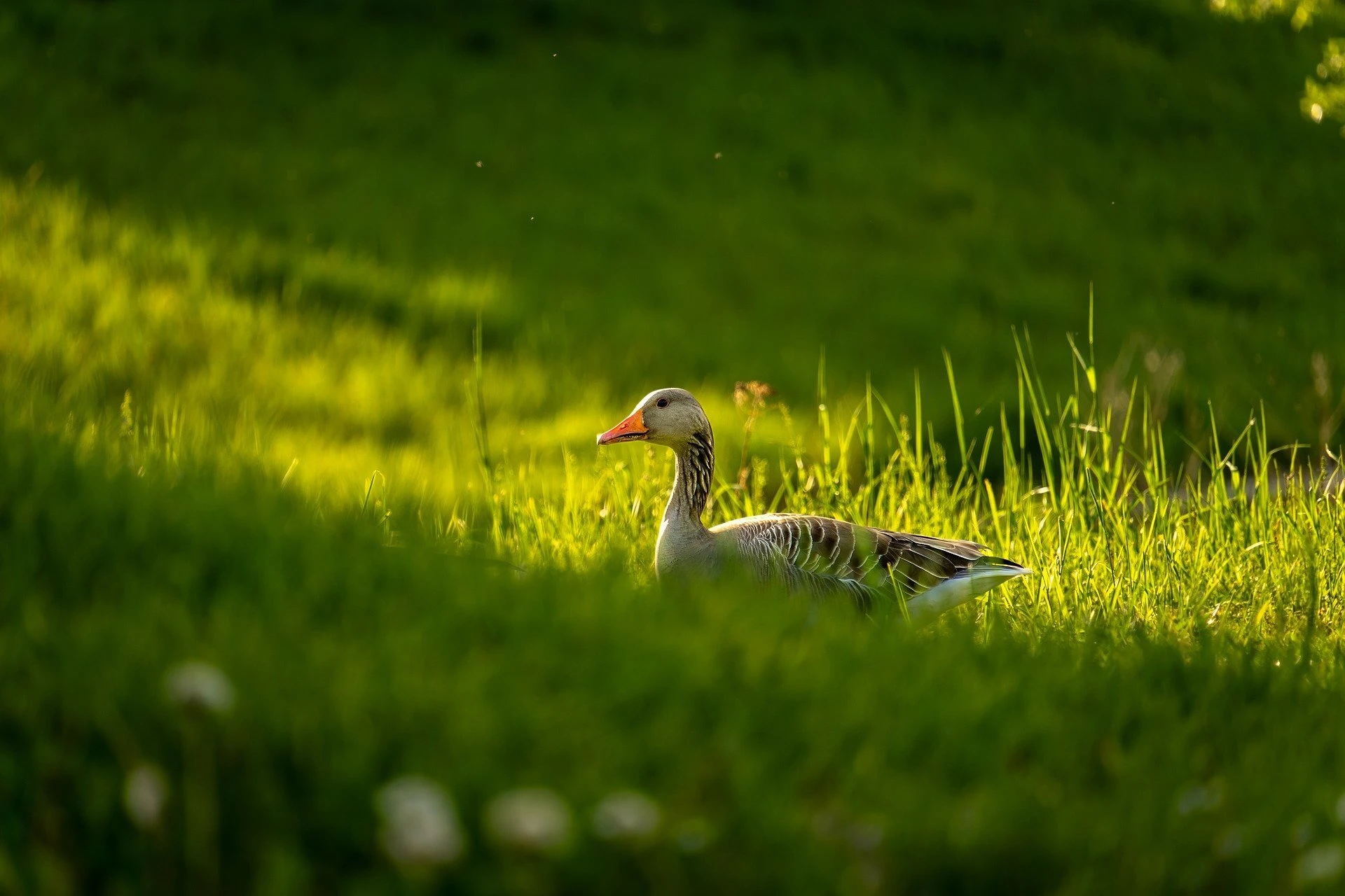 goose-8740266_1920